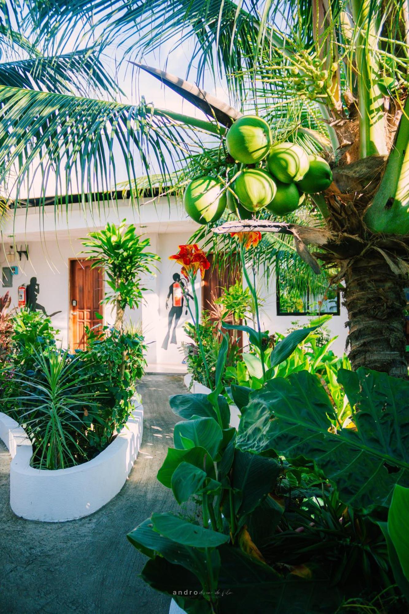 Ananas Guesthouse Moalboal Exteriör bild